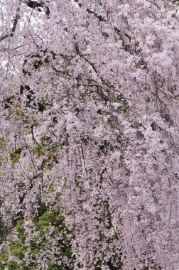 Japonya 'da kiraz çiçeği 