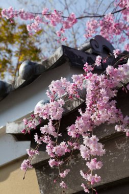 Bahçedeki güzel çiçekler