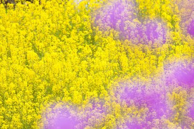 Sarı çiçek tarlasının önünde beyaz çiçekli bir ağaç. 