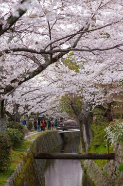 Japonya 'da kiraz çiçeği zamanı