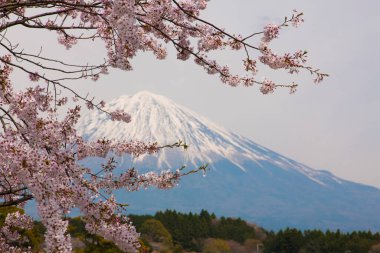 Kiraz çiçekleri olan güzel Fuji dağı. Seyahat kavramı