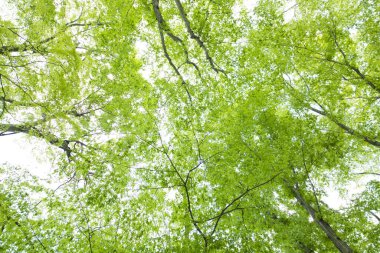 yeşil ağaç dalları, orman