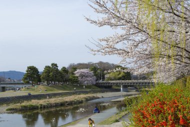 Japonya 'da kiraz çiçeği zamanı