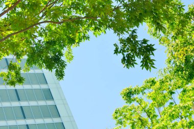 Güneşli bir günde yeşil ağaç yaprakları 