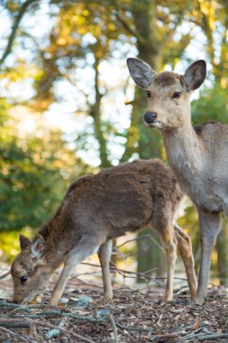 Parktaki genç bir geyiğin portresi.
