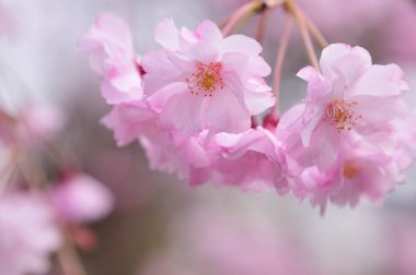 İlkbaharda kiraz çiçekleri. Bahçedeki güzel çiçekler       