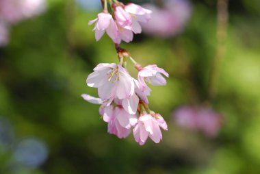 Kiraz ağacında çiçek açan çiçekleri kapat 