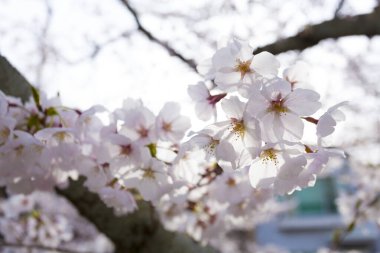 İlkbaharda kiraz çiçekleri, Tokyo
