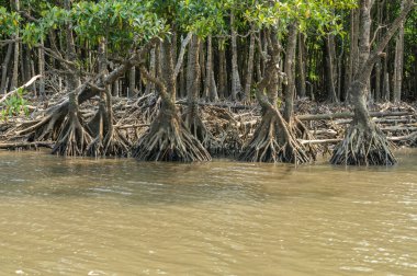 Suda yetişen mangrov ormanının güzel doğal manzarası.
