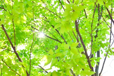 Güneşli bir günde yeşil yapraklar 