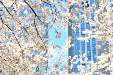 Kiraz çiçekleri, Japonya, Tokyo.