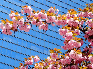 Gündüz vakti Tokyo parkında kiraz çiçekleri açar.