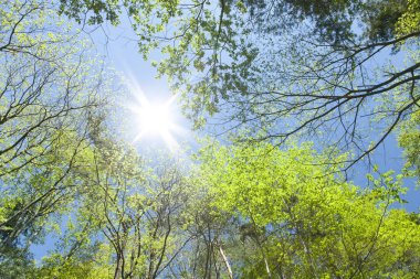 Ormanda bahar yeşili ağaçlar, doğa arka planı