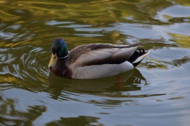 Havuzda yüzen sevimli ördek.         