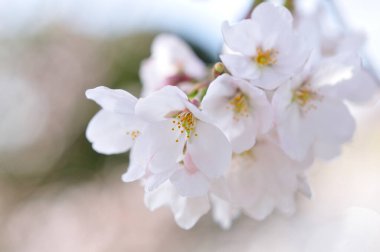 Bahçede güzel bahar çiçekleri