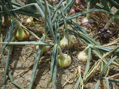 Tarlada yerde yetişen soğanların yakın görüntüsü