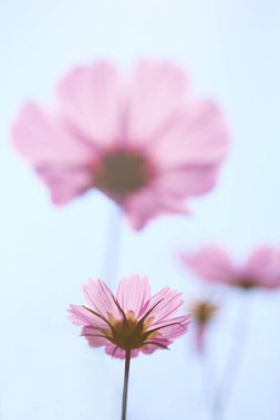 Bahçedeki güzel kozmos çiçeklerinin yakın plan görüntüsü     