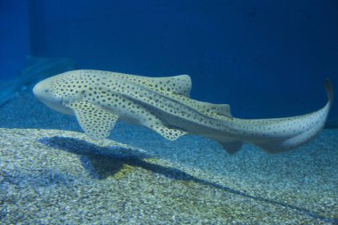 Akvaryumdaki köpekbalığının yakın plan görüntüsü