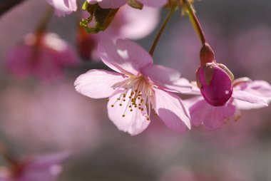 Kiraz ağacında çiçek açan çiçekleri kapat 
