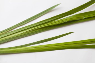 Beyaz arka planda yeşil lahanası