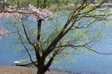 Japonya 'da kiraz çiçeği 