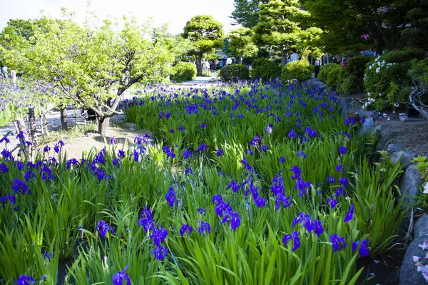 blue garden in the park