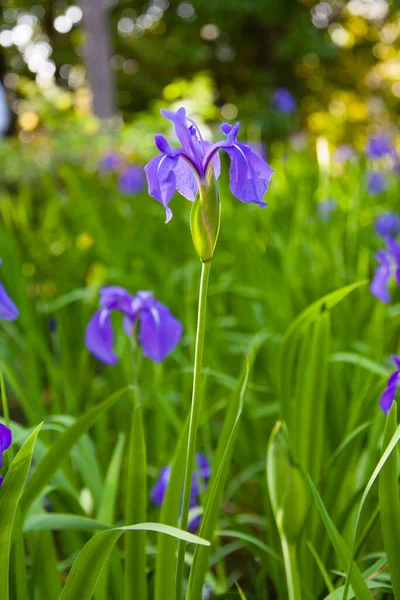 Blaue Schwertlilien Garten — Stockfoto