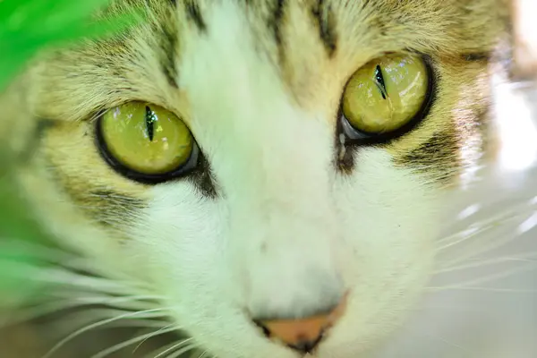 Nieuwsgierige Schattige Kat Groene Bladeren — Stockfoto