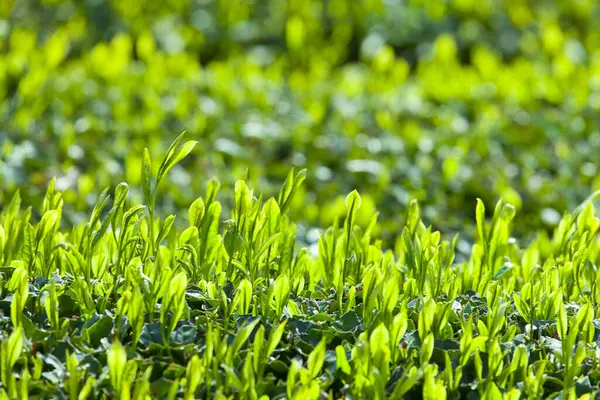 Zbliżenie Widok Liści Herbaty Plantacji Japonii Wsi — Zdjęcie stockowe