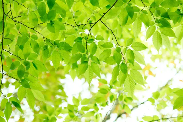 Green leaves background. Nature, ecology and environmental conservation concept
