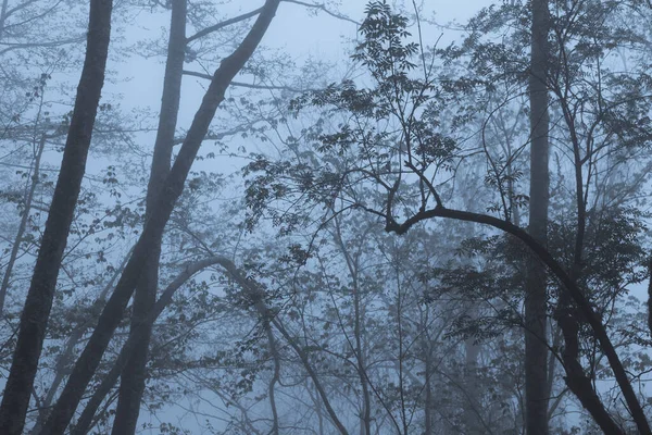 Krásný Tmavý Mlhavý Les Dopoledních Hodinách — Stock fotografie
