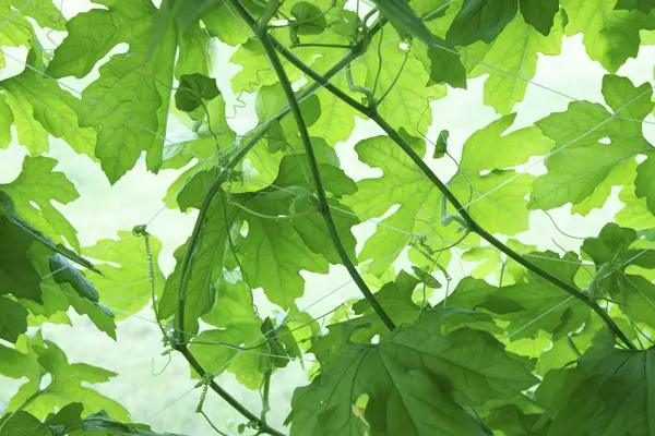 Gröna Blad Trädet Naturen Bakgrund — Stockfoto