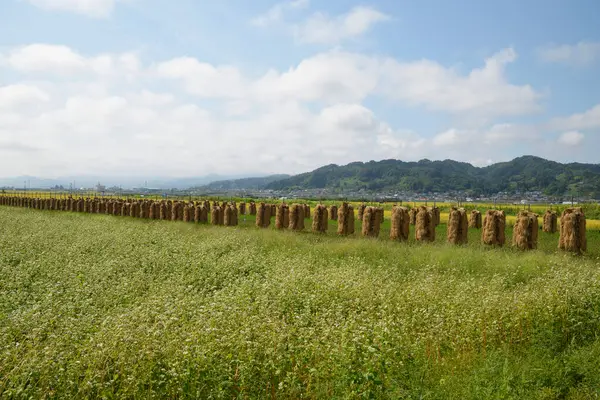 Урожай Рисовых Растений Рисовом Поле — стоковое фото