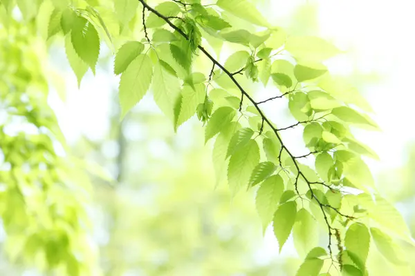 Green leaves background. Nature, ecology and environmental conservation concept