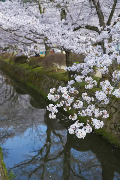 Cseresznyevirágok Japánban Japán Tokyo — Stock Fotó