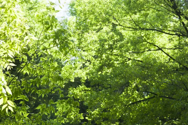 緑の葉の背景 自然の背景 — ストック写真