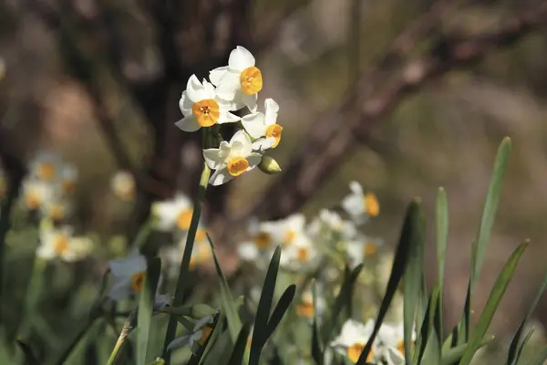 Krásné Žluté Narcisy Květiny Jarní Zahradě — Stock fotografie