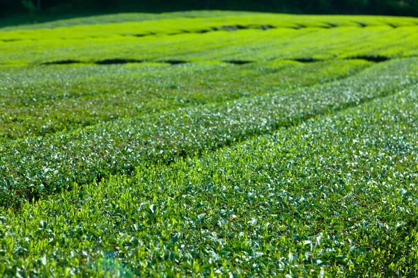 green tea plantation in Japan countryside