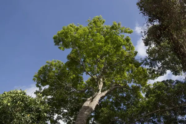 Красиві Пейзажі Зеленими Деревами Тропічному Лісі — стокове фото