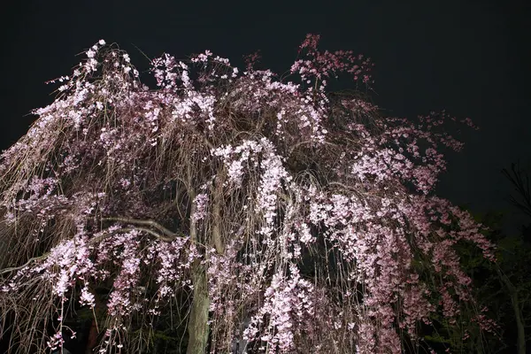 Belas Flores Cor Rosa Árvore Jardim Noite — Fotografia de Stock