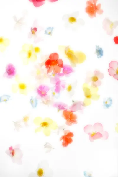 Kolorowe Kwiaty Płatki Białym Tle — Zdjęcie stockowe