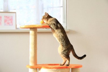 Şirin gri kedi evde oyuncakla oynuyor.