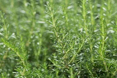 Biberiye bitki Bahçe