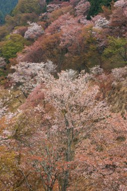İlkbaharda kiraz çiçekleri