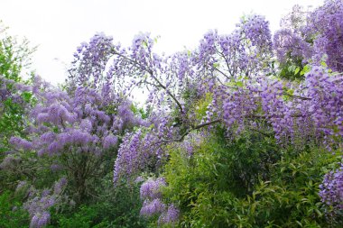 Parktaki güzel leylak çiçekleri
