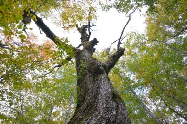 Ormanda sonbahar ağaçları