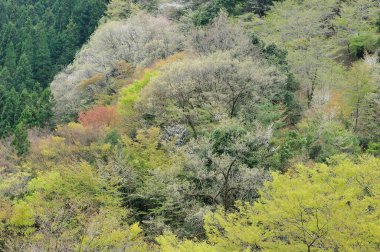 Japonya 'daki dağda güzel bir bahar ormanı