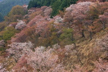 Kiraz çiçekleri, sakura, sakura ağaçları, Japonya
