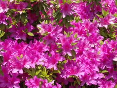 Bahçedeki güzel pembe çiçekler