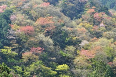 Japonya 'daki dağda güzel bir bahar ormanı